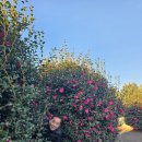 삼달리-17 | 삼달리꽃밭에서