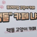 랙돌카페냐옹 이미지