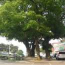 수덕고개식당 이미지