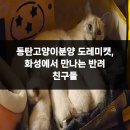 프리미엄캣 | 동탄고양이분양 도레미캣, 화성에서 만나는 반려 친구들