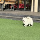 꼰띠고애견펜션1 | 태안 애견 펜션 내돈내산 진짜 왕추천 짱추천 [꼰띠고애견펜션 태안] 가성비 굿