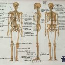 등과 목의 해부학 Back and Neck Anatomy 이미지