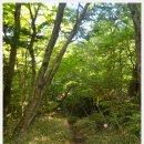 한라산둘레길 돌오름길 이미지