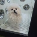 퍼피랜드 이미지