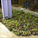 미림농원 이미지