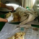 호돌이만두 이미지