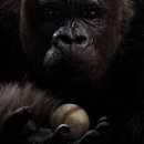 미스터고 이미지