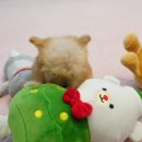 행복한강아지 | 구미강아지분양 행복한 분양 후기