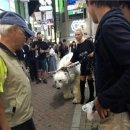 흰둥이 이미지