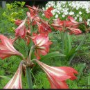 포도향기 이미지