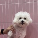 플레이도그 네이버블로그
