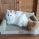 고양이 쇼핑하우