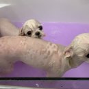 Re Pet 애견샵 이미지