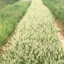 화성카1번지 이미지