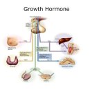 길음한의원 | 저신장이 다 성장호르몬의 분비가 적어서 그런 건 아닙니다[feat.길음한의원]