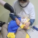 고양이 무마취 미용 냥털도둑 이미지