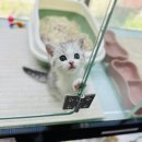 캣초딩 고양이분양 김포구래점 | 김포고양이분양 정다운 우리집