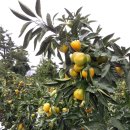 훈이네농장 이미지