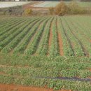 빛들마을 이미지