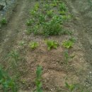 태균농장 이미지