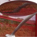 5.31,(토)~6.1,(일)/아름다운 정원 로미지안가든 숙박 &amp; 샤스타데이지 힐링여행 이미지