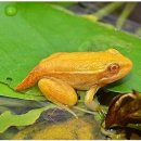 황금개구리 이미지