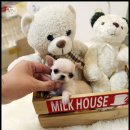 정퍼피클럽 | 울애기 단모치와와분양 오구구까꿍♥