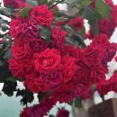 프랭크버거 망원사거리점 이미지