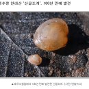 자연동(산골)의 효능 이미지