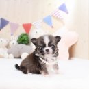 대전애견경매장 | 미니장모치와와 미니장모치와와분양 여기 한번 방문해보세요