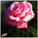 6월 4일 장미 (Damsk Rose) 이미지