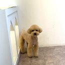 화사하개 이미지