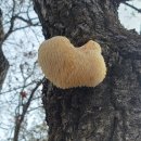 귀둔리 삼거리 | 인제 은비봉(1)