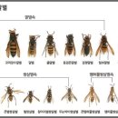 말벌에 쏘였을 때 이미지