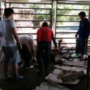 죽동사슴농장 이미지