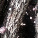 산성농장 이미지