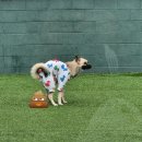 프로네앞마당 이미지