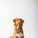 하얀강아지 이미지