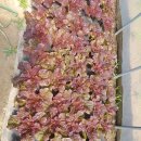 여우목로 이미지