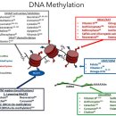 Re: 후성유전학 변화 시간축 탐구!! 이미지