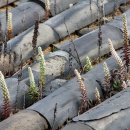 내 집의 분경 이미지