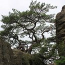 바위와소나무 이미지