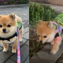 우리 강아지 이미지