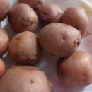 토스트굽는사람들 이미지