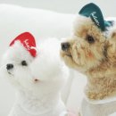 다솜애견 이미지