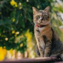 캣앤캣 고양이 병원 이미지