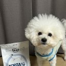 에코토이 | 강아지 외이염 사료 추천, 포르자10 에코 미니앤토이로 래오 귓병 탈출기!