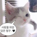 우가우가 이미지