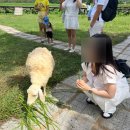 복형목장 | 나트랑 | 양떼목장/판랑 사막/포롱자이 사원 투어 [레츠비투어]내돈내산 후기
