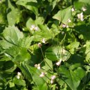 대천천1 이미지